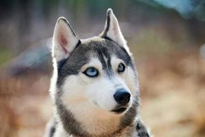 chien husky sibérien aux yeux énormes, drôle de chien husky surpris aux grands yeux confus, chien excité photo