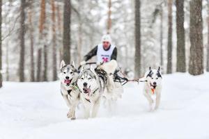 course de chiens de traîneau husky photo