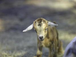 un mignon petit bébé chèvre marron photo