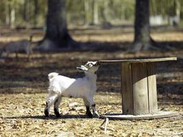 un petit bébé chèvre blanche jouant photo