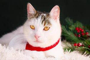 bannière de voeux de noël avec gros plan d'un mignon chat blanc portant un foulard rouge assis près de branches de pin.bannière avec place pour le texte photo