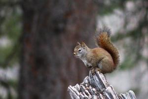 écureuil assis sur un arbre photo