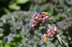abeilles assises sur des fleurs photo