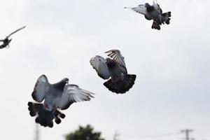 approche d'un groupe de pigeons voyageurs pour atterrir au loft d'accueil photo