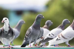 Pigeon voyageur debout à la maison piège photo