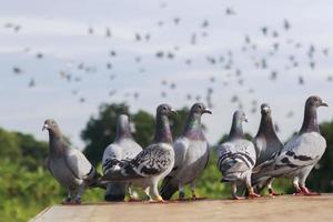 Groupe de pigeon voyageur debout sur home loft trap photo