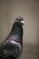 Close up checker couleur de pigeon voyageur mâle photo