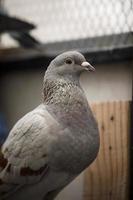 Close up tête de pigeon voyageur couleur farineuse photo