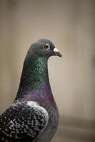 Close up headshot de pigeon voyageur mâle photo