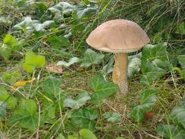 champignon dans l'herbe photo