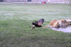 une vue d'un harris hawk en vol photo