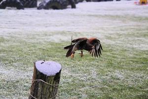 une vue d'un harris hawk en vol photo