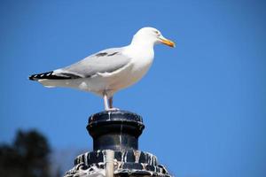 une vue d'une mouette au sol photo