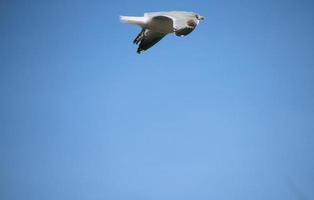 vue d'une mouette en vol photo