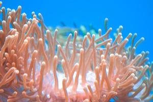 récif corallien dans l'aquarium - cnidaires photo