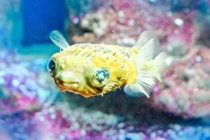 poisson-globe jaune et rond nageant photo