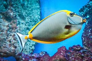 naso tang - poisson tropical gris et jaune photo