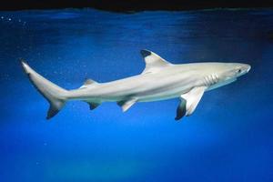 Carcharhinus melanopterus requin nageant sous l'eau, fond bleu photo