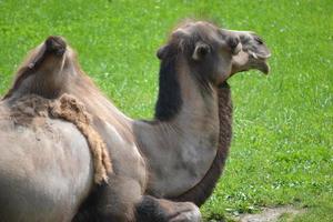 chameau allongé sur l'herbe photo