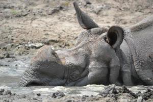 rhinocéros couché dans la boue photo