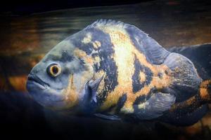 astronotus ocellatus poisson nageant sous l'eau photo