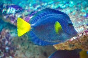 poisson bleu et jaune zebrasoma xanthurum nageant photo