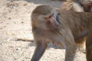 singe babouin, mise au point sélective photo