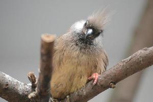 oiseau posé sur une branche photo