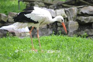 cigogne marchant sur une herbe photo