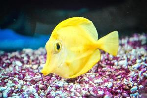 poisson jaune tang nageant dans l'aquarium photo