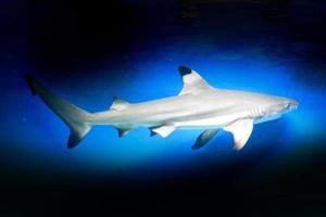 Carcharhinus melanopterus requin nageant sous l'eau, fond bleu photo