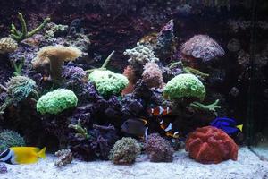 hippo tang, lapin foxface et poisson anémone nageant dans un aquarium avec récif de corail photo