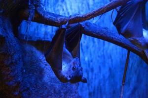 chauve-souris tête en bas photo