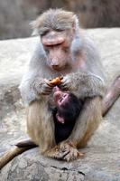 chimpanzés - mère et enfant photo