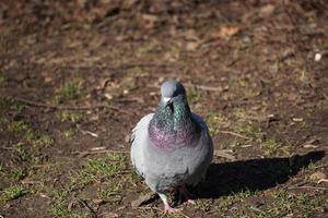 pigeon debout sur un sol photo