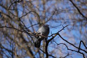 Pigeon assis sur un arbre, ciel en arrière-plan photo