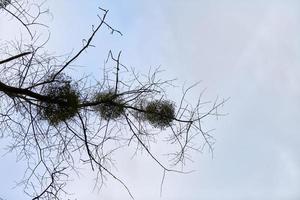 arbustes viscum sur les branches d'arbres photo