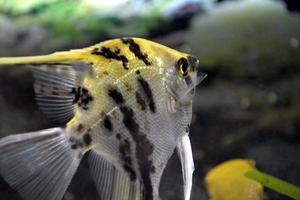 poisson scalaire blanc, jaune et noir nageant dans un aquarium domestique photo