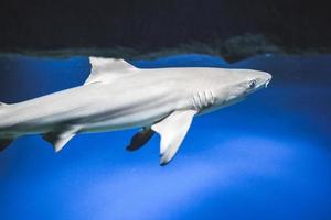 Carcharhinus melanopterus requin nageant sous l'eau, fond bleu photo