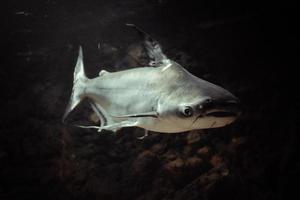 pangasianodon hypoththalmus - requin gris, fond sombre photo