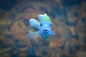 poisson incubateur buccal bleu - vue de face, arrière-plan défocalisé photo