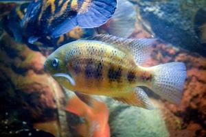 astronotus ocellatus poisson nageant sous l'eau photo