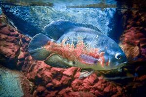 astronotus ocellatus poisson nageant sous l'eau photo