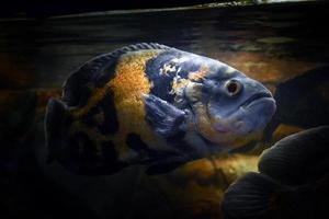 astronotus ocellatus poisson nageant sous l'eau photo