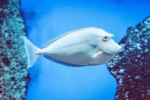 naso tang - poisson tropical gris clair photo