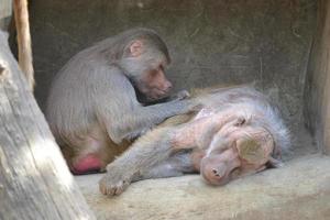 babouins se reposant sur des rochers photo