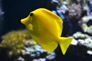 poisson d'eau salée jaune tang photo