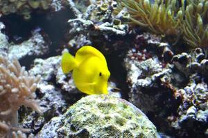 poisson d'eau salée jaune tang photo