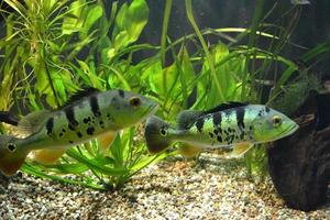 deux poissons incubateur buccal photo