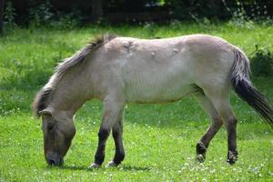 konik polonais - le cheval mange de l'herbe photo